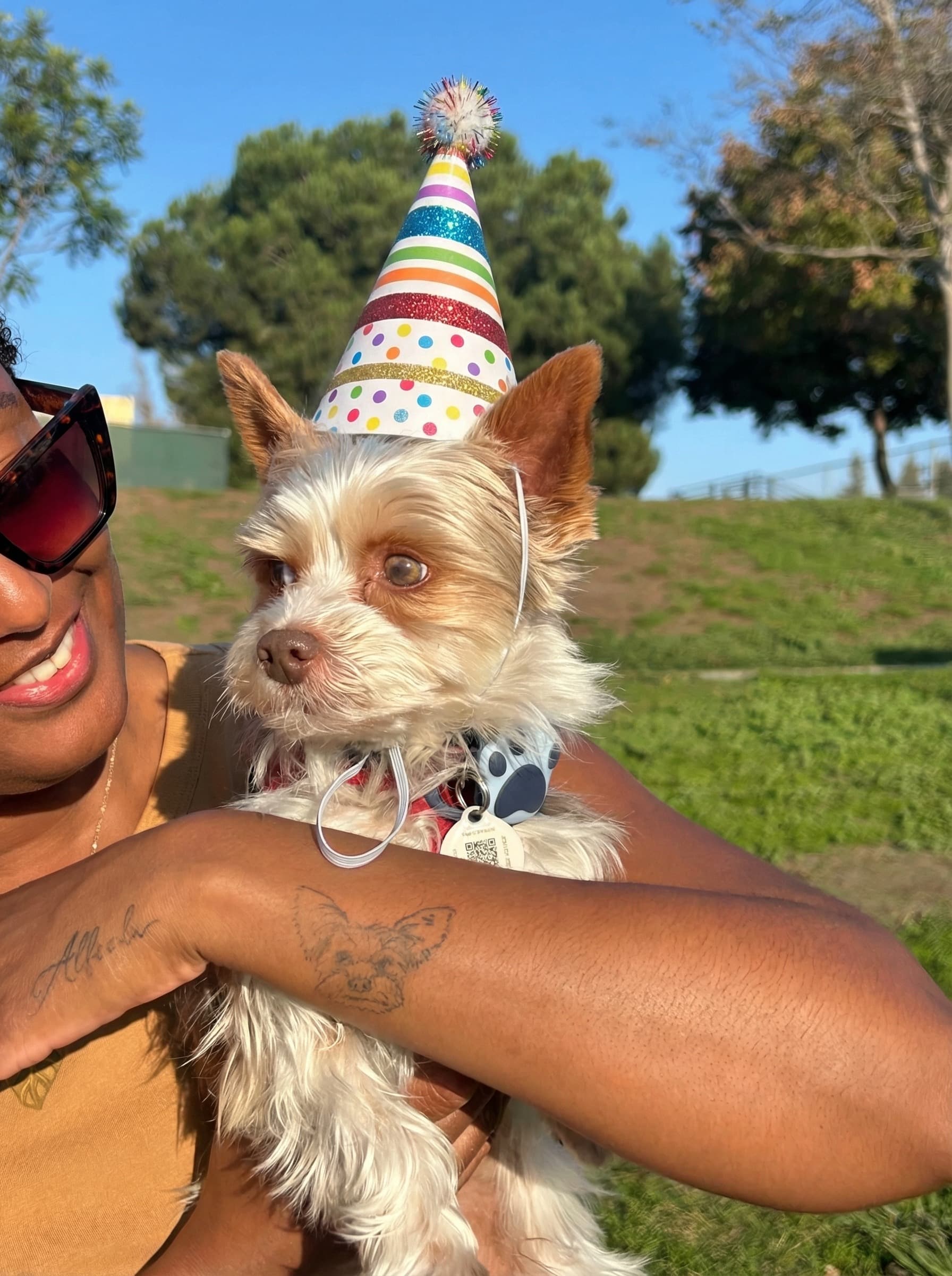 AI Edited photo - Same image with birthday hat added to dog